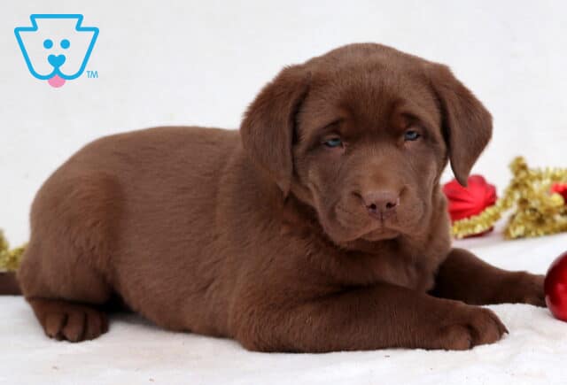 Cinderella Chocolate Lab2 image