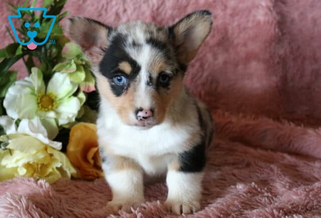 Cindy Lou Corgi image