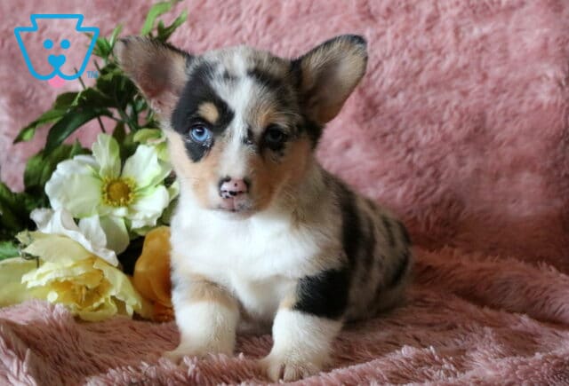 Cindy Lou Corgi2 image