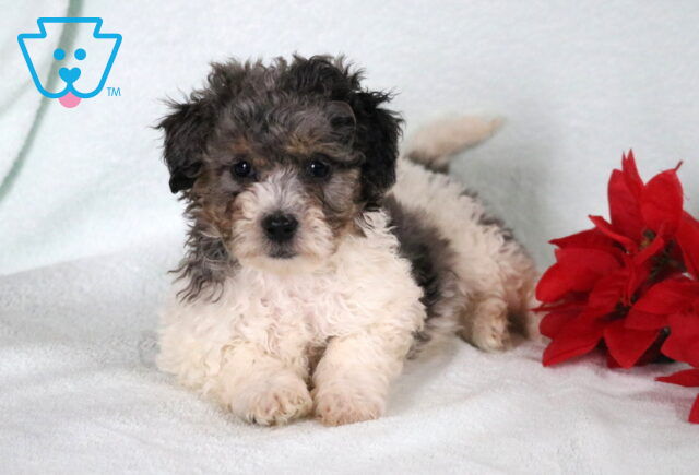 Bichpoo puppy with a curly black, gray, and white coat lying on a white blanket beside bright red flowers. image