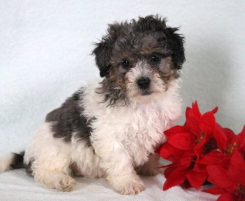 Bichpoo puppy with a fluffy black, gray, and white coat sitting on a white blanket next to bright red flowers.