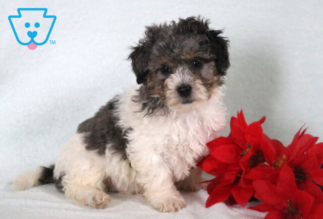 Bichpoo puppy with a fluffy black, gray, and white coat sitting on a white blanket next to bright red flowers. image
