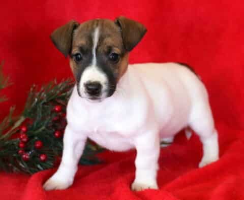 Clair Jack Russell