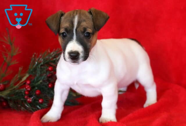 Clair Jack Russell image