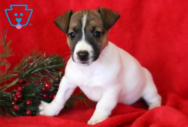 Clair Jack Russell2 image