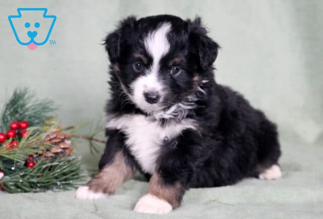 Clair Mini Australian Shepherd image