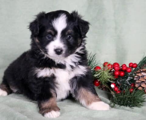 Clair Mini Australian Shepherd2