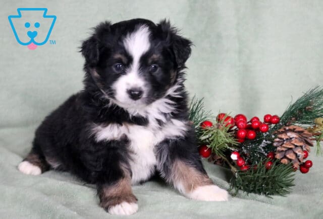 Clair Mini Australian Shepherd2 image