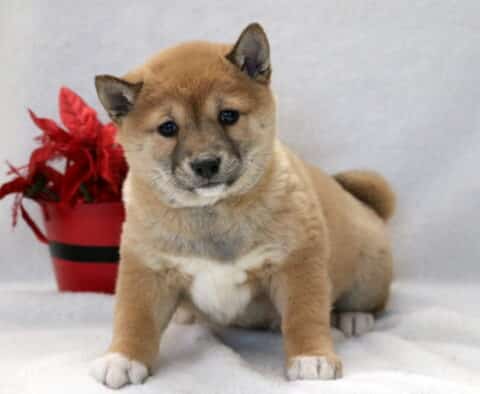 Cloud Shiba Inu