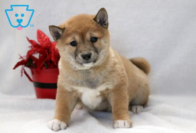 Cloud Shiba Inu image