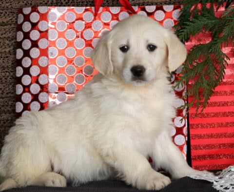 Clouds Eng Cream Golden