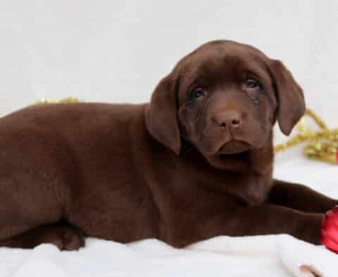 Coco Chocolate Lab