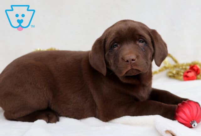 Coco Chocolate Lab image