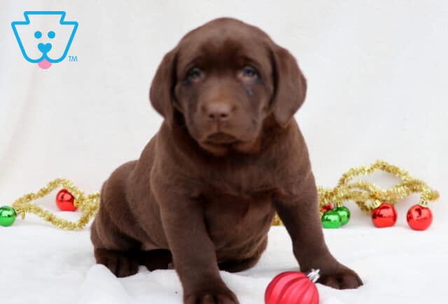 Coco Chocolate Lab2 image