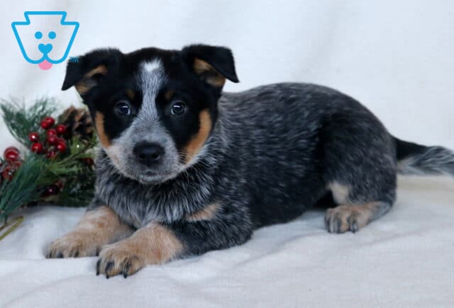 Coda Blue Heeler image