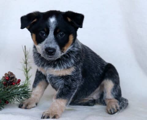 Coda Blue Heeler2