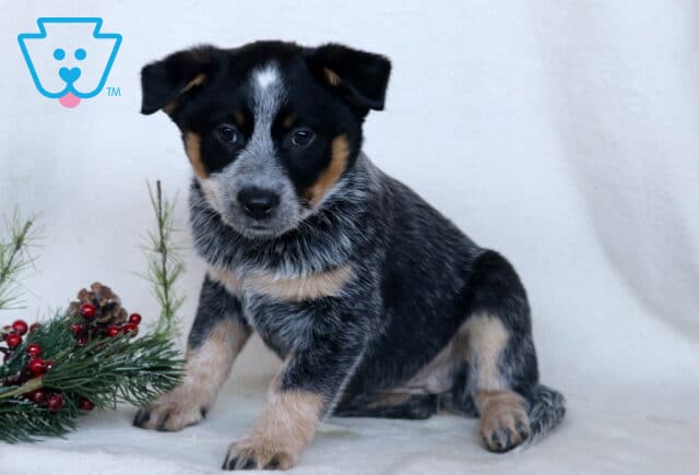 Coda Blue Heeler2 image