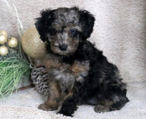 Coda Mini Poodle