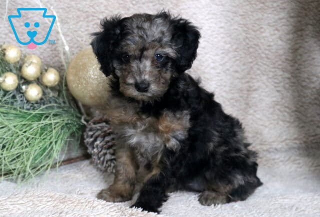 Coda Mini Poodle image