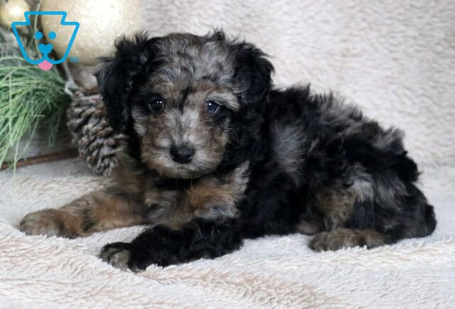 Coda Mini Poodle2 image