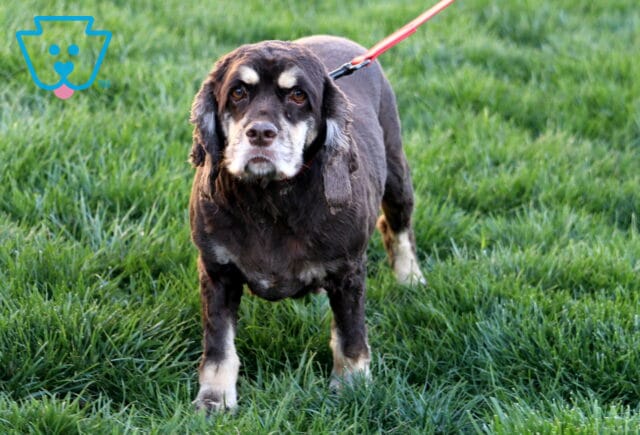 Coffee Cocker Spaniel Mel Blank image