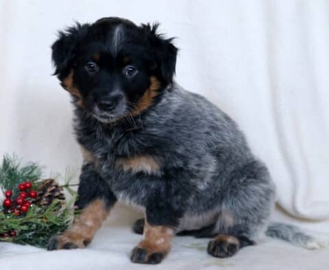 Colby Blue Heeler