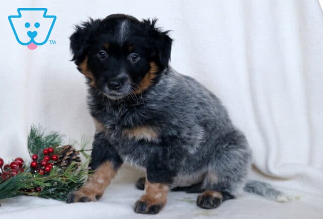 Colby Blue Heeler image