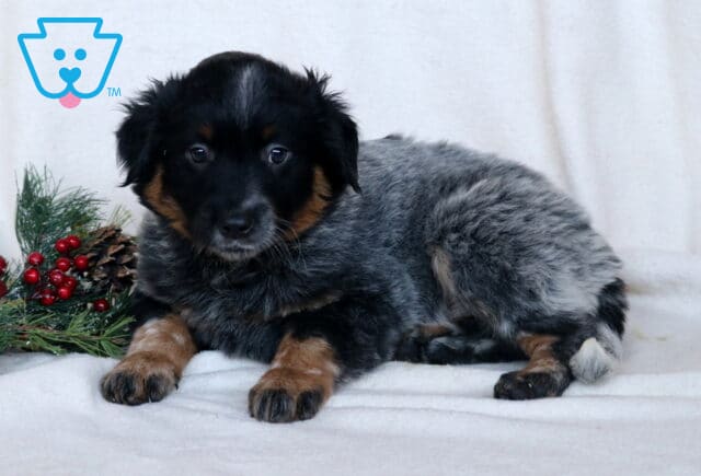 Colby Blue Heeler2 image