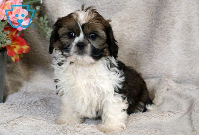 Black, white, and tan Cava Tzu puppy sitting on a plush cream blanket, featuring a fluffy white chest, dark expressive eyes, and soft wavy coat, posed indoors next to a decorative flower arrangement. image