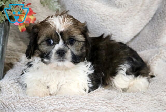 Black, white, and tan Cava Tzu puppy lying on a soft cream blanket, with a fluffy white chest, dark round eyes, and a wavy coat, posed indoors beside a decorative flower arrangement. image