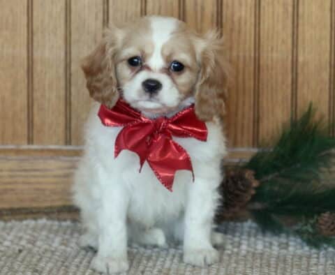 Comet Cavachon