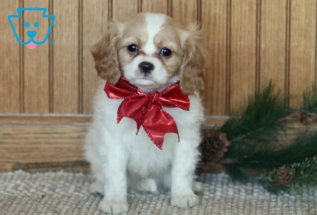 Comet Cavachon image