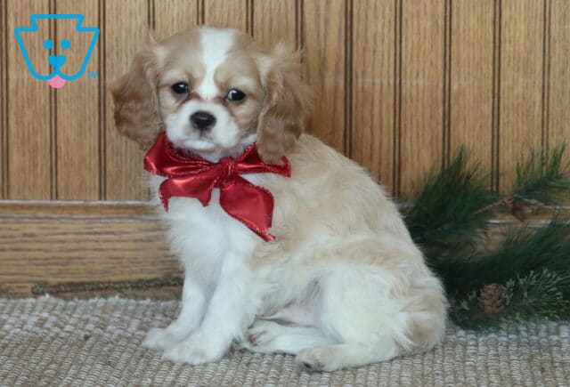 Comet Cavachon2 image