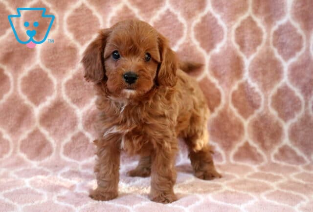 Comet Cavapoo image