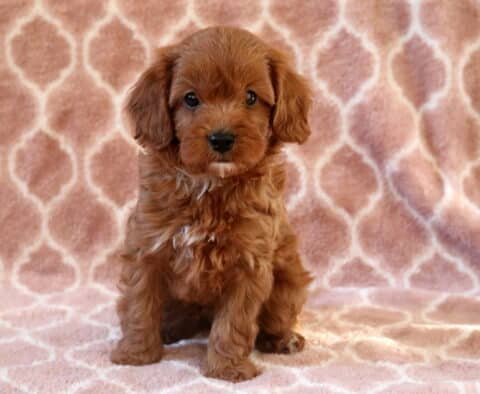 Comet Cavapoo2