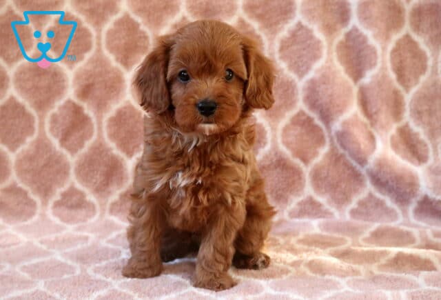 Comet Cavapoo2 image