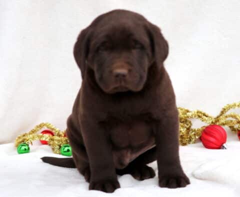 Comet Chocolate Lab