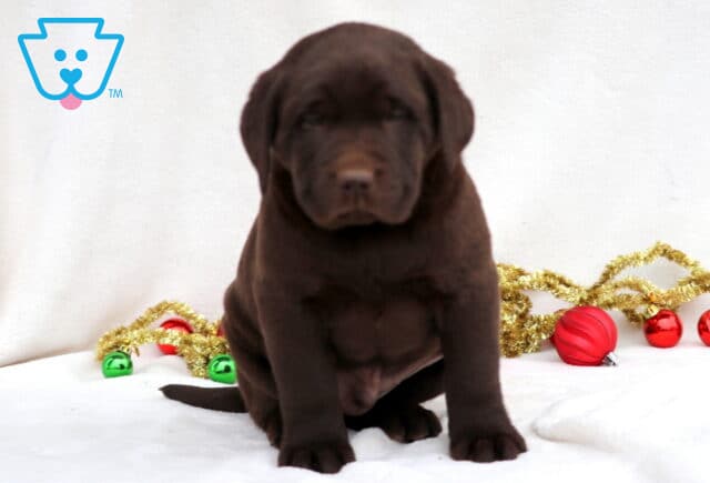 Comet Chocolate Lab image