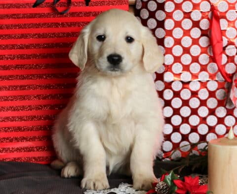 Comet Eng Cream Golden