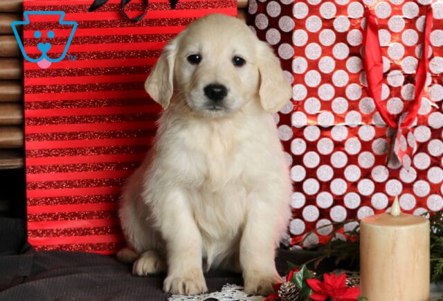 Comet Eng Cream Golden image