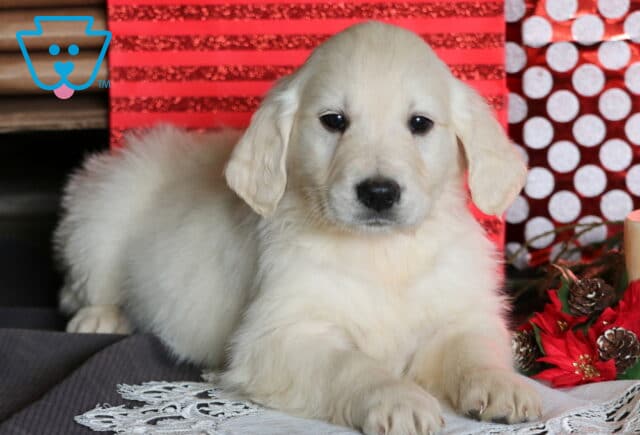 Comet Eng Cream Golden2 image