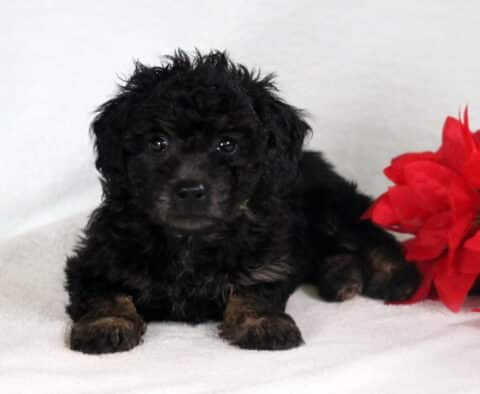 Bichpoo puppy with a fluffy black curly coat lying on a white blanket beside bright red flowers.