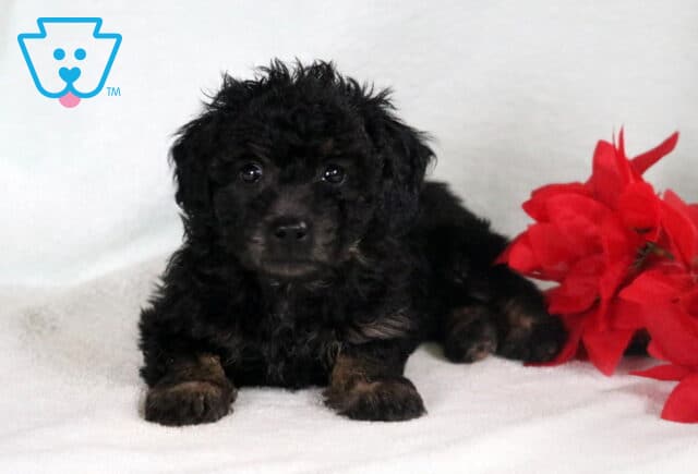 Bichpoo puppy with a fluffy black curly coat lying on a white blanket beside bright red flowers. image
