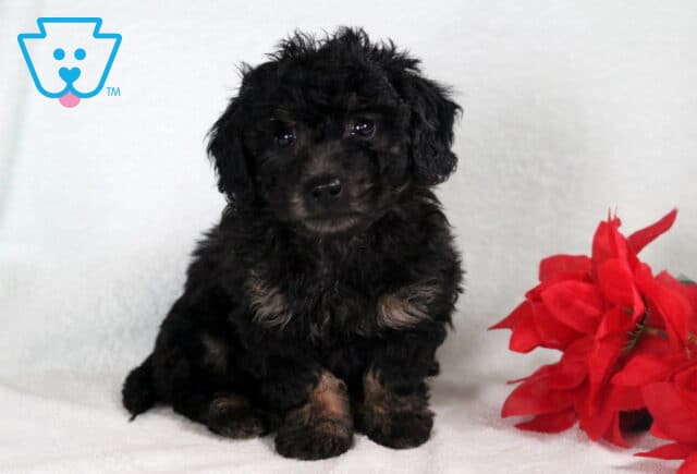 Black Bichpoo puppy sitting upright on a white blanket with soft curly fur and bright red flowers beside it. image