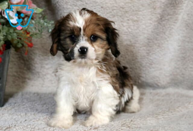 Fluffy brown, black, and white Cava Tzu puppy sitting on a soft beige blanket, featuring a wavy coat, white blaze down the face, dark round eyes, and short muzzle, photographed indoors with a floral accent in the background. image