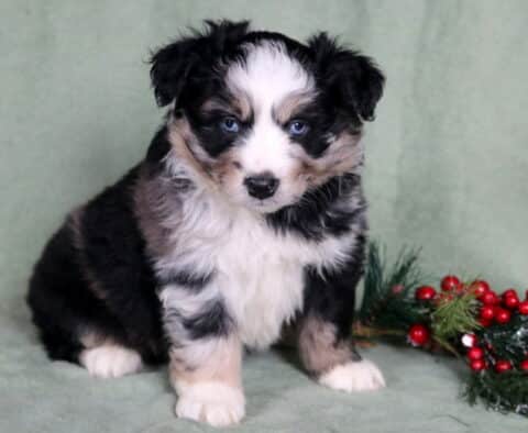 Cooper Mini Australian Shepherd