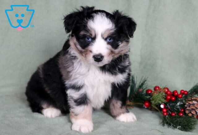 Cooper Mini Australian Shepherd image