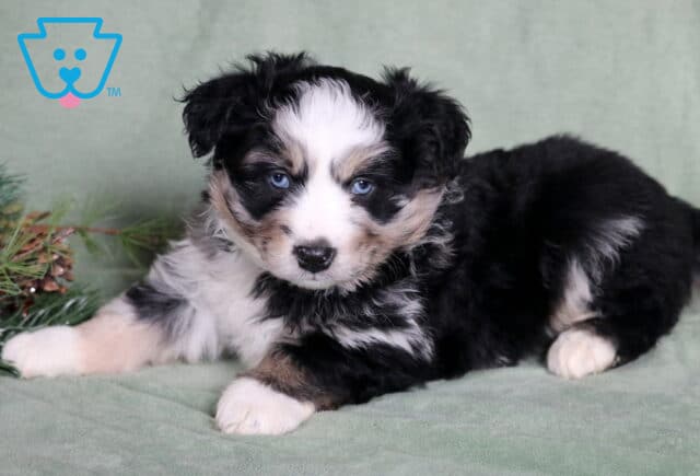 Cooper Mini Australian Shepherd2 image
