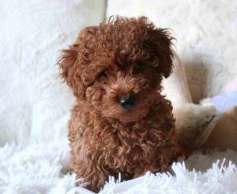 Copper Cavapoo