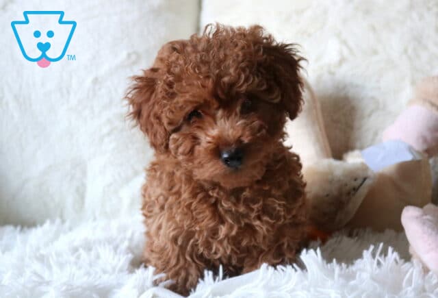 Copper Cavapoo image